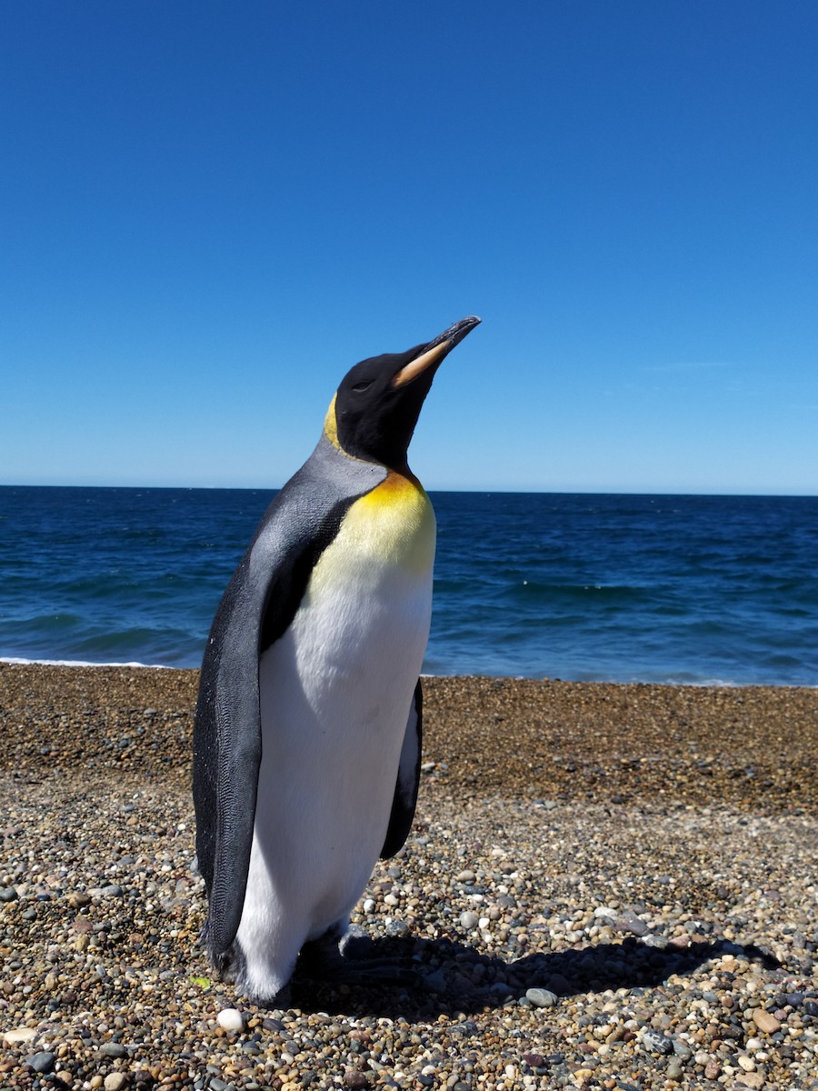 Королевский пингвин - ML419521701