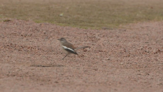 White-banded Mockingbird - ML419522221