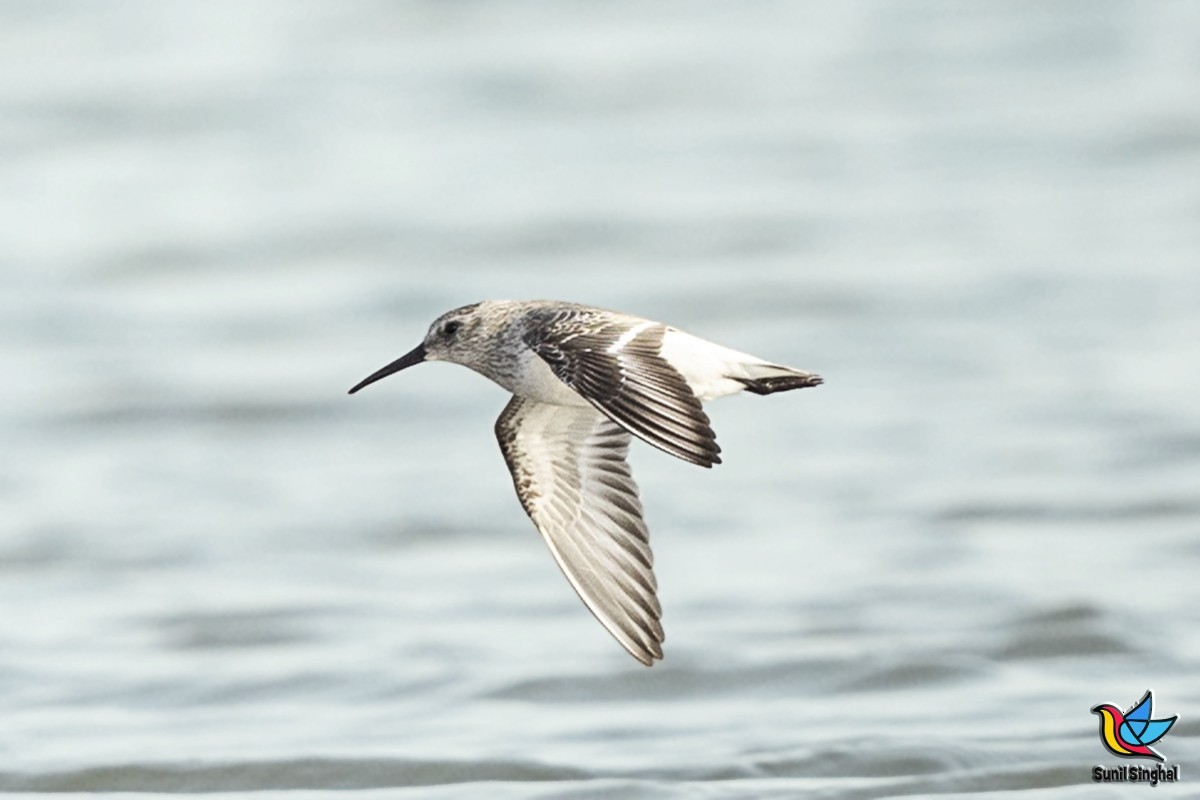 Dunlin - ML419522581