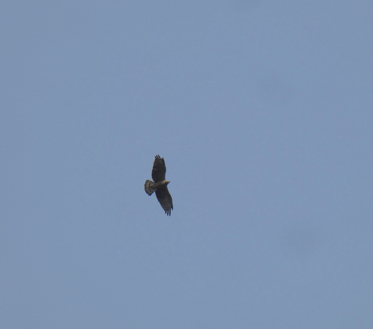 Oriental Honey-buzzard - Sarabjeet Kaur