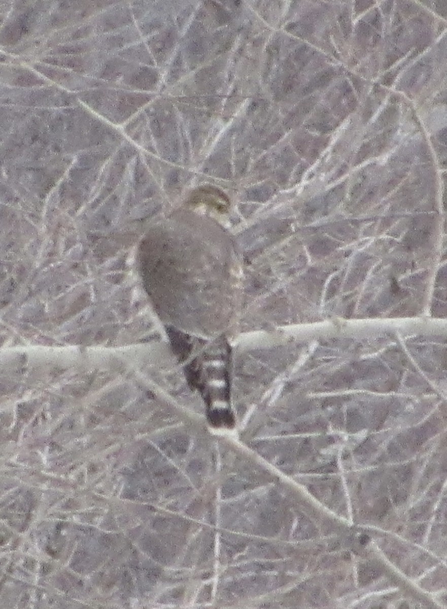 Merlin (Taiga) - ML419523311