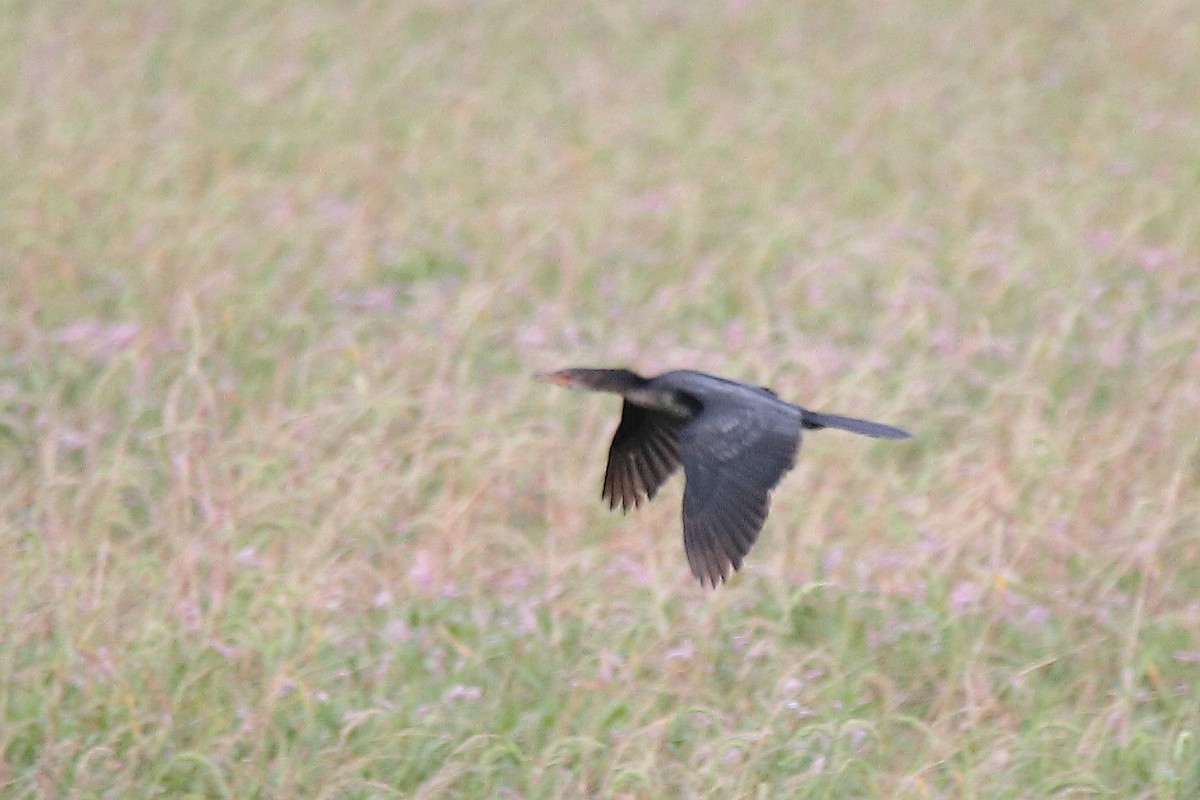 Long-tailed Cormorant - ML419523581