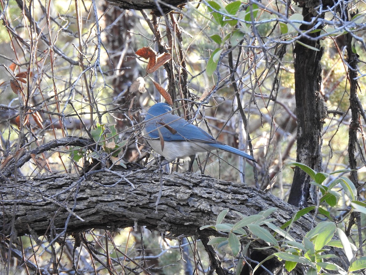 Mexican Jay - ML419525051