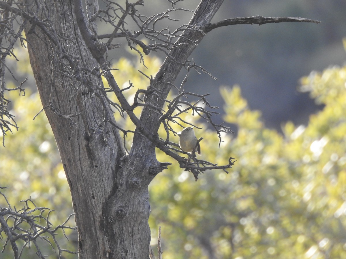 Vireo de Hutton - ML419525061