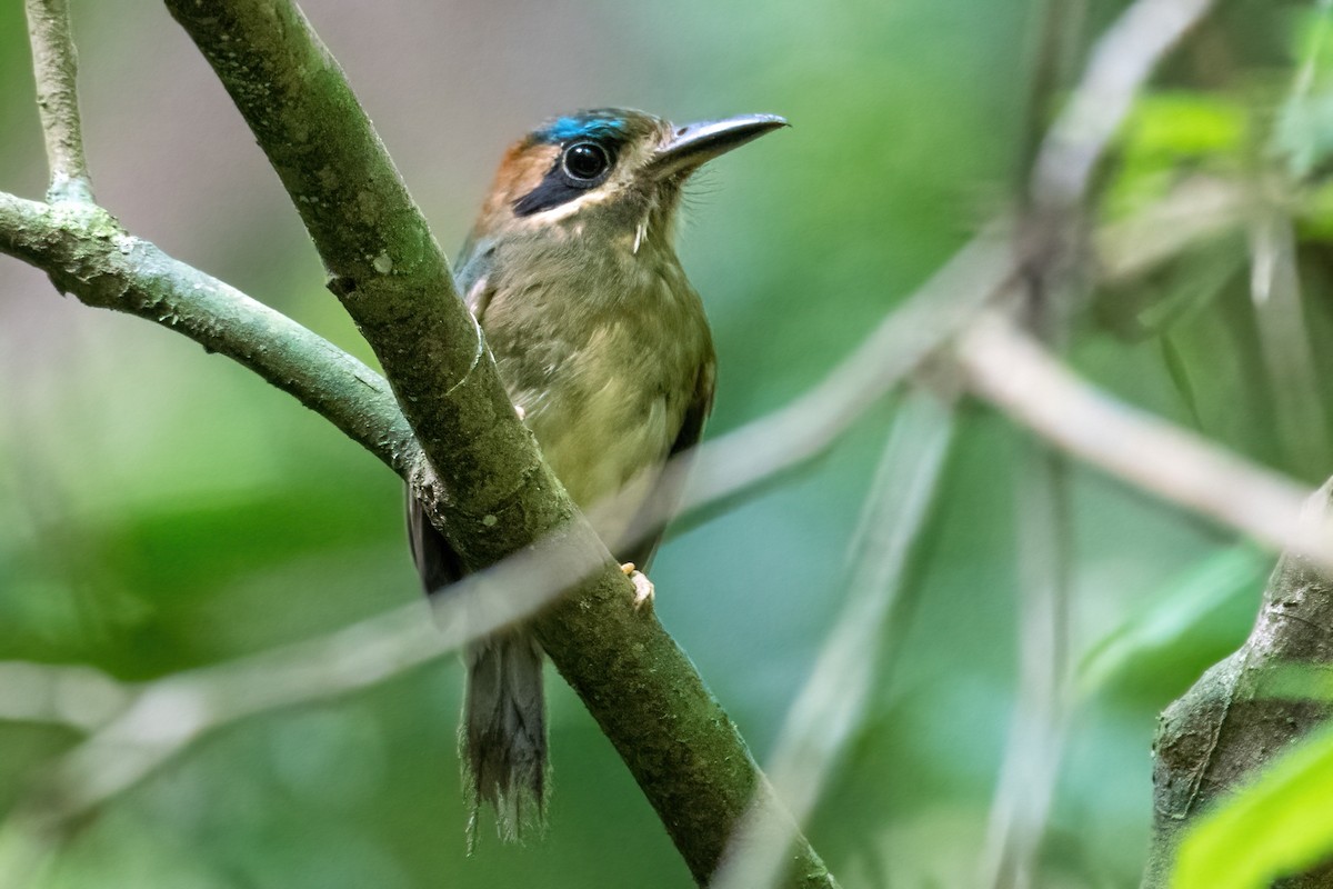 Tody Motmot - ML419525161