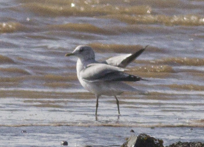 Common Gull - Cameron Cox