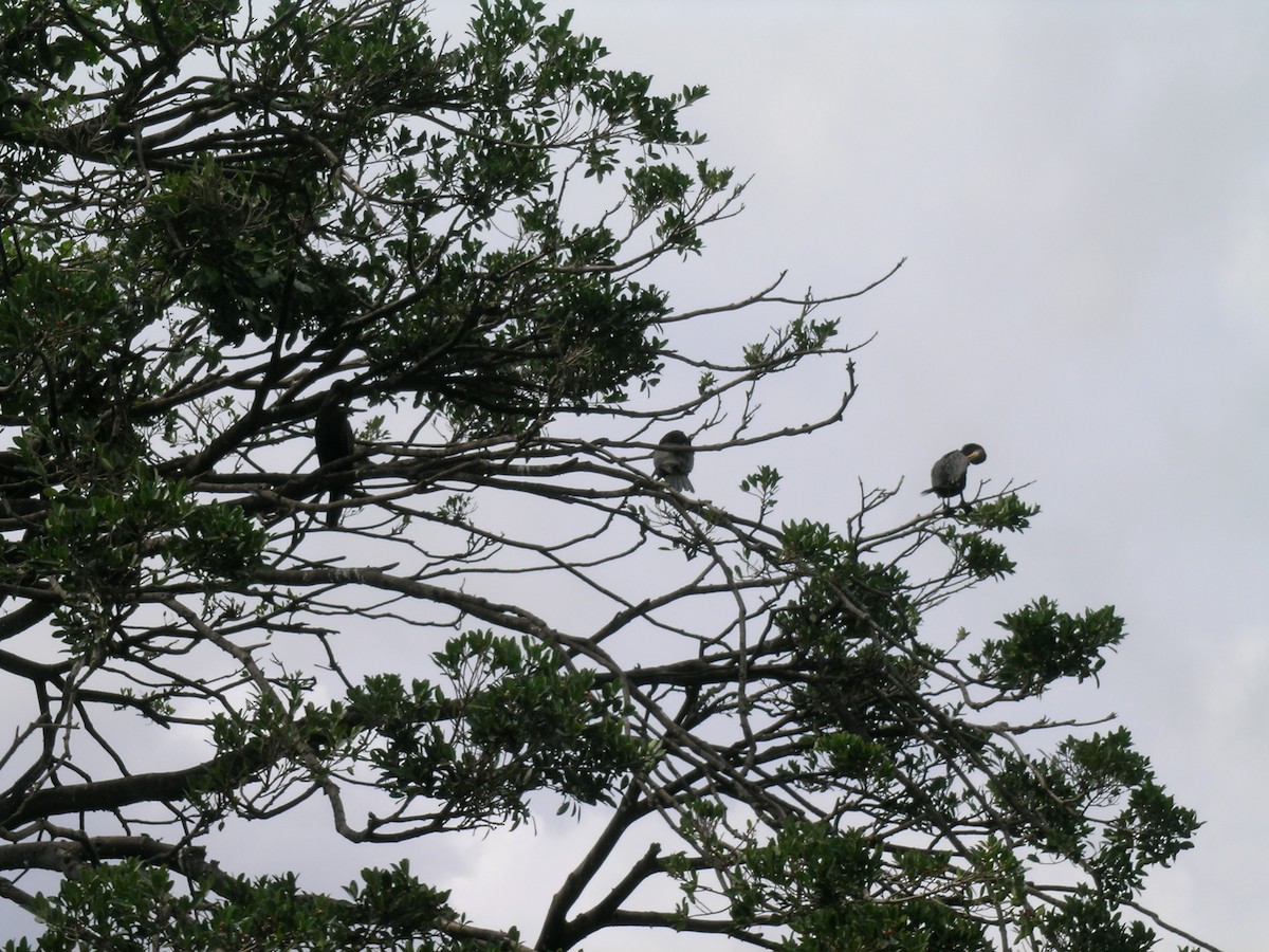 Double-crested Cormorant - ML419526591