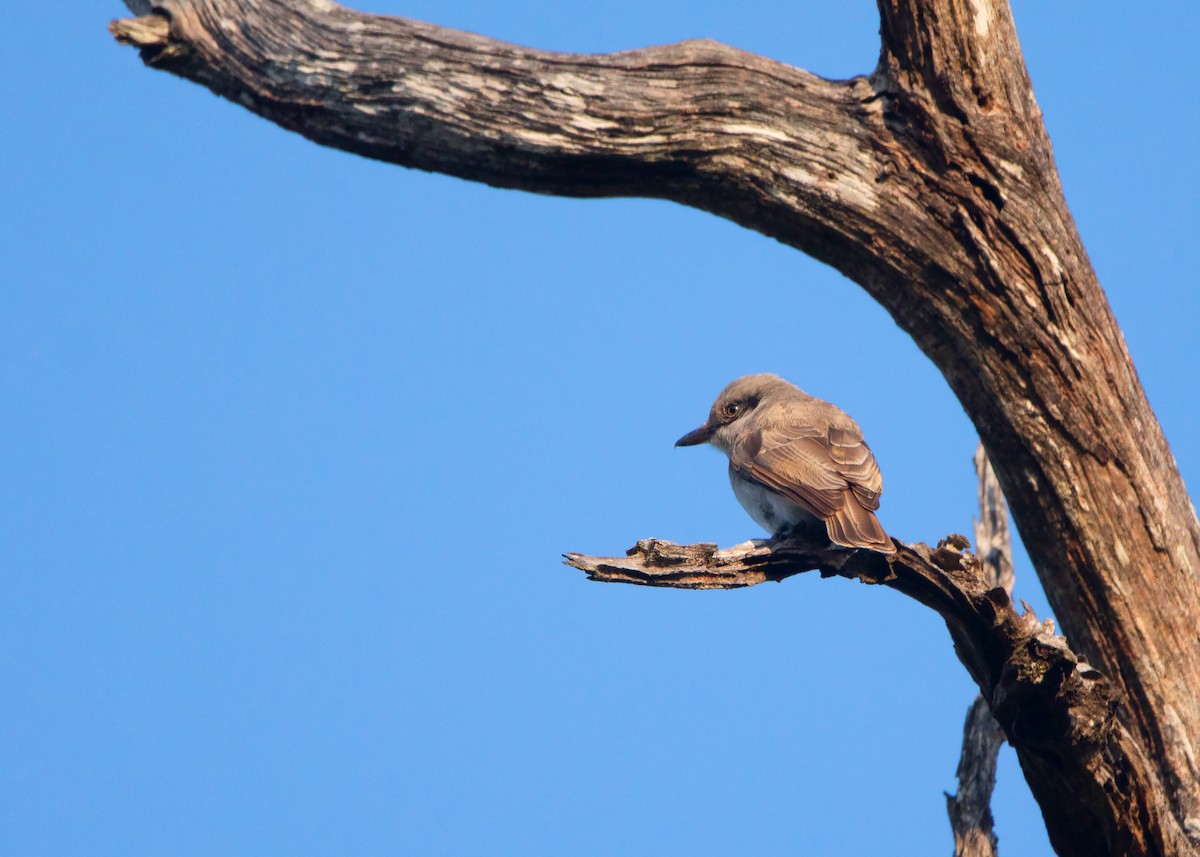 Large Woodshrike - ML419526611