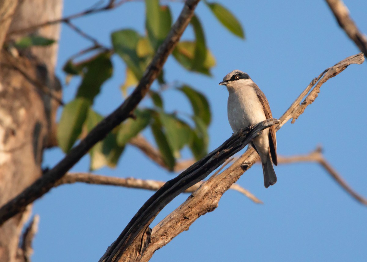 Large Woodshrike - ML419526621