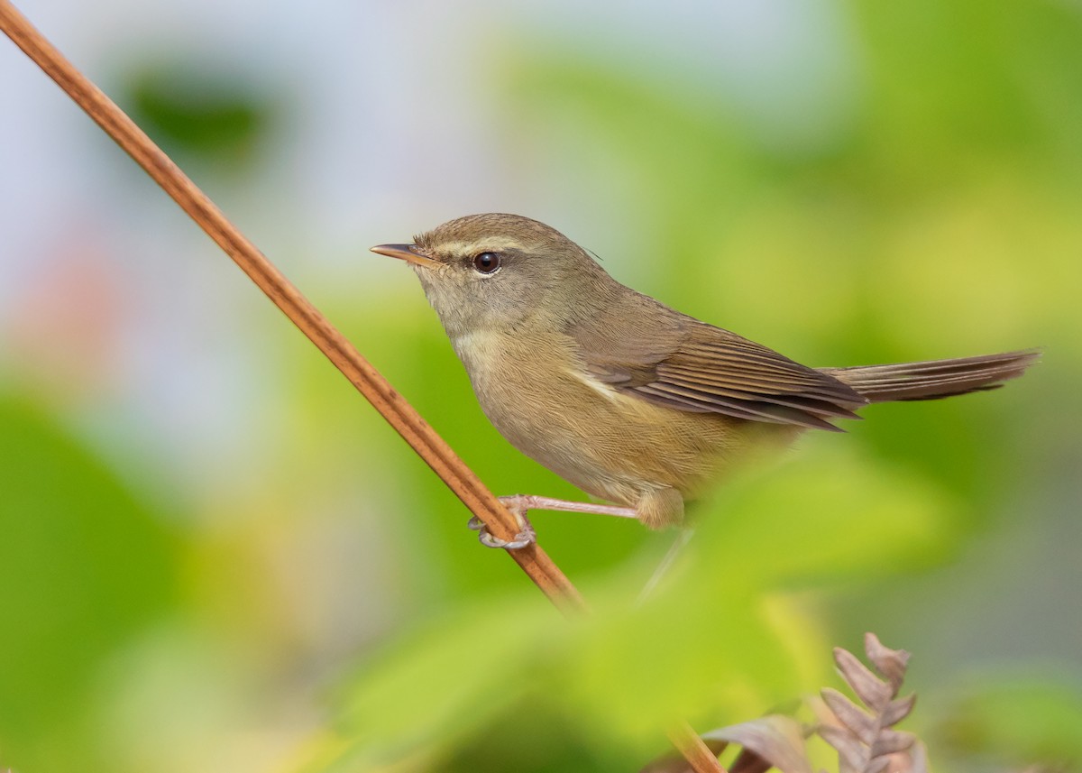 キバラウグイス（intricatus／oblitus） - eBird