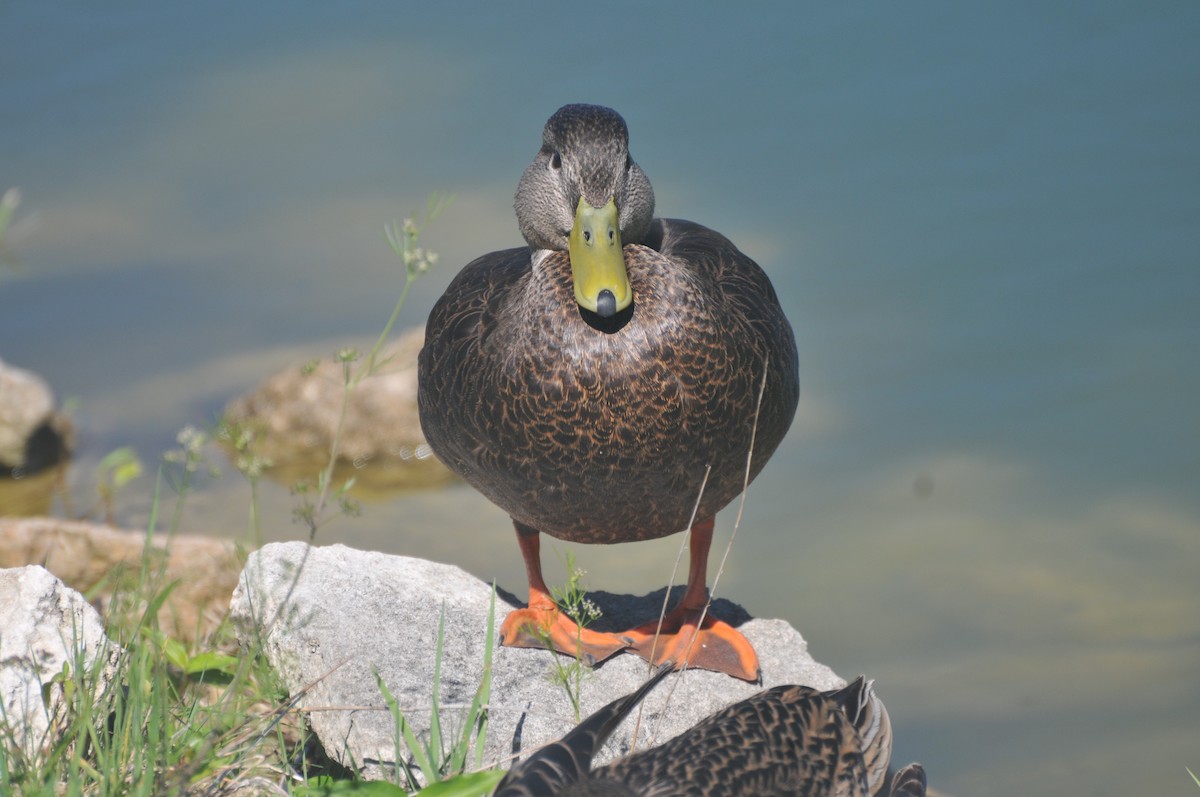 American Black Duck - ML419527001