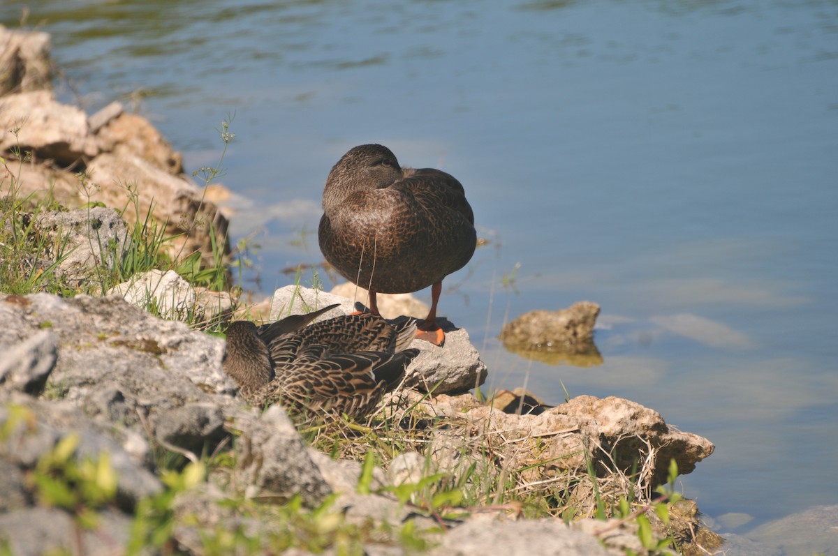 American Black Duck - ML419527021