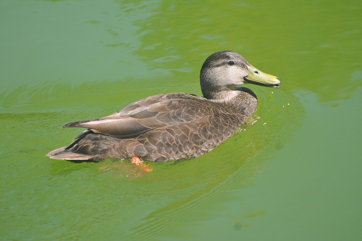 American Black Duck - ML419527031