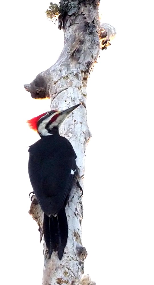 Pileated Woodpecker - ML419527071