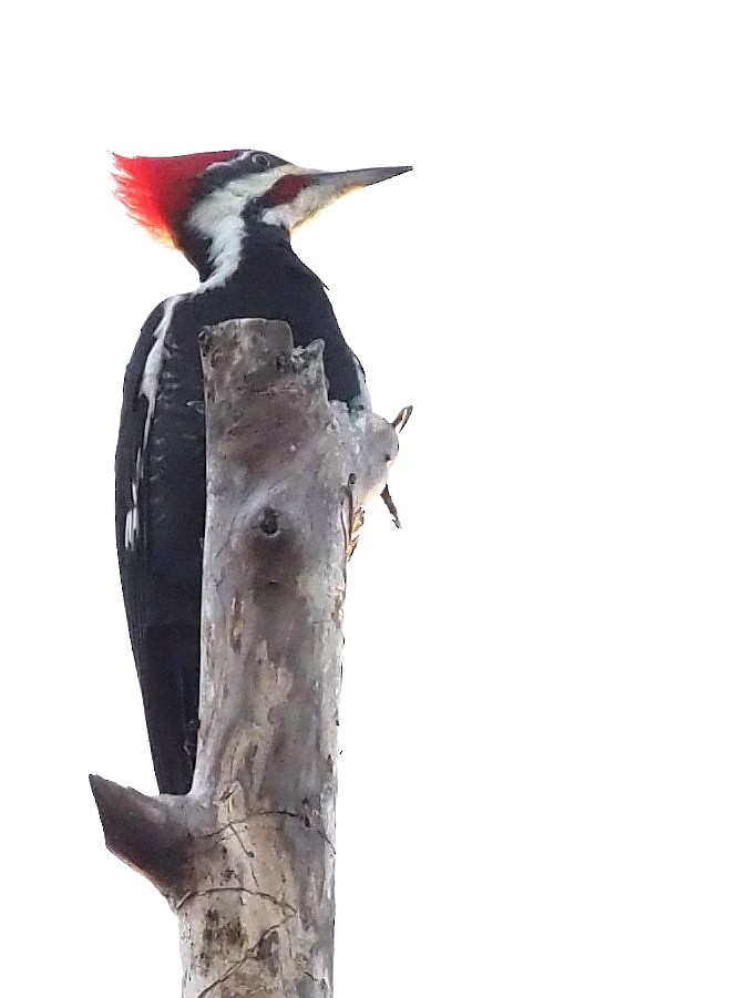 Pileated Woodpecker - ML419527081