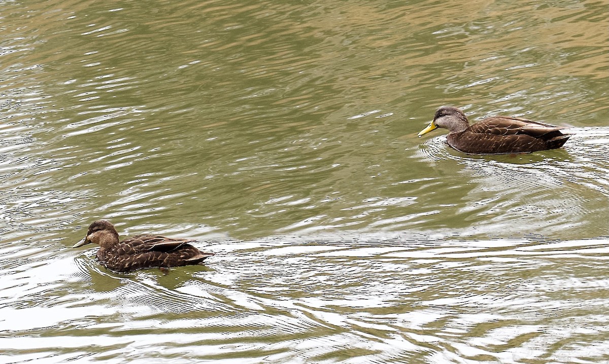 American Black Duck - ML419527311