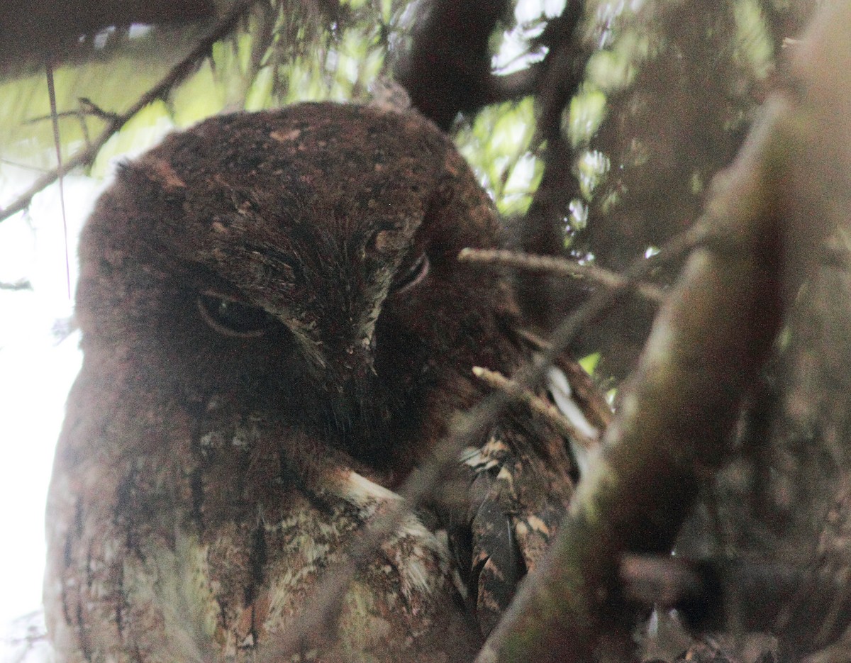 Madagascar Scops-Owl (Rainforest) - ML419528091