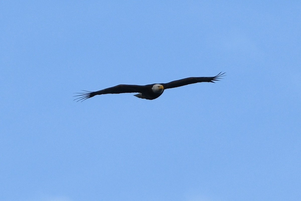 Bald Eagle - ML419529261