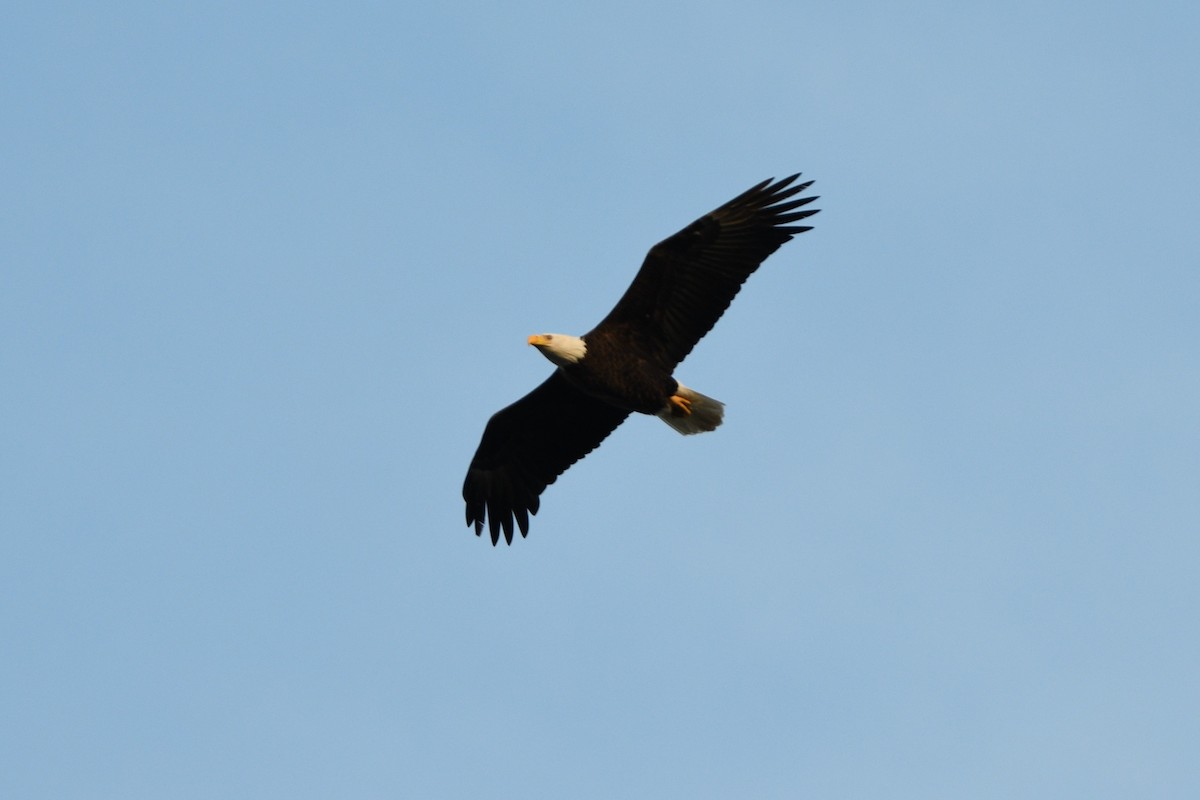 Bald Eagle - ML419529291