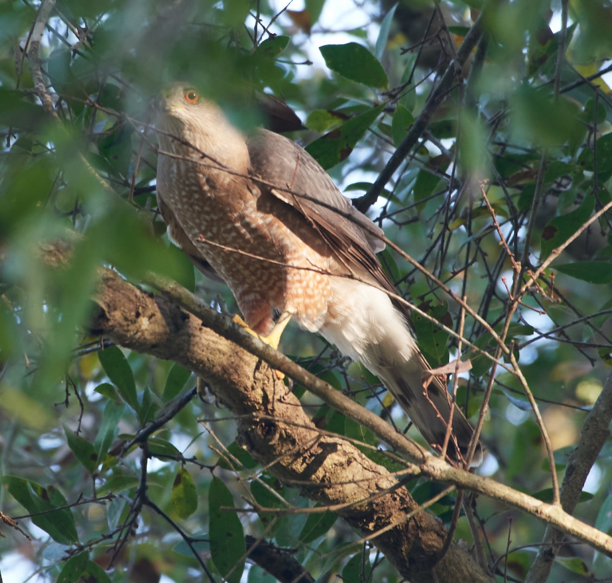 Cooper's Hawk - ML419530441