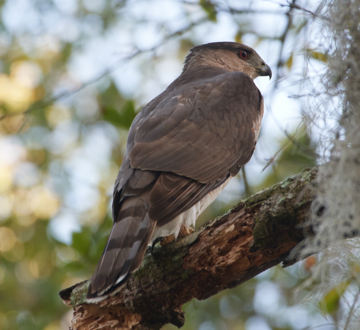 Cooper's Hawk - ML419530461