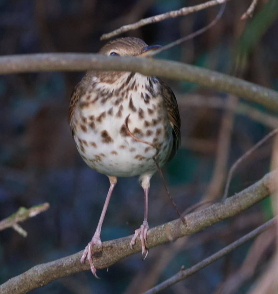 Hermit Thrush - ML419530471