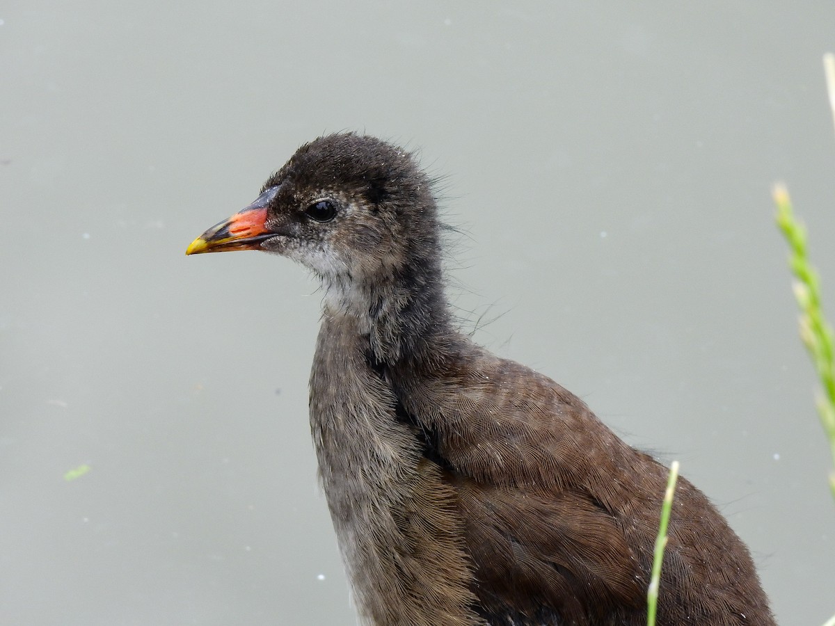 Teichhuhn - ML419531341