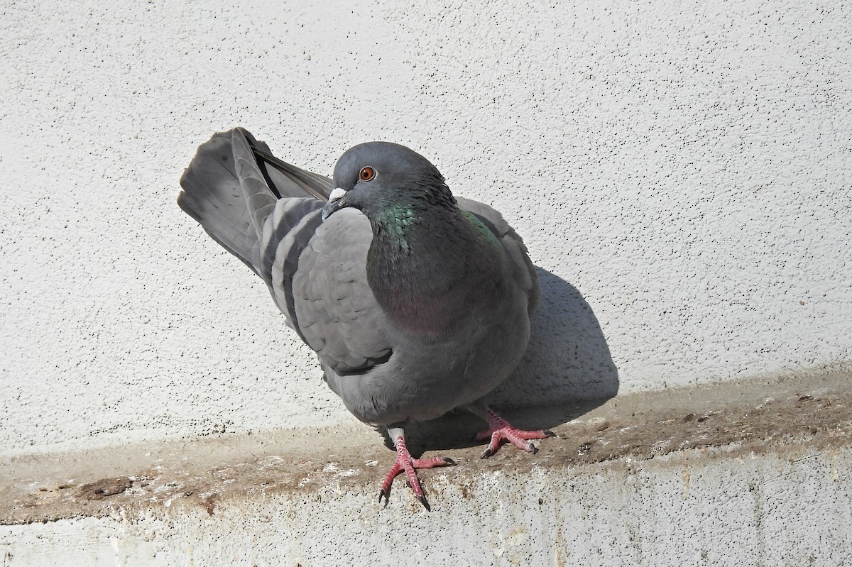 Rock Pigeon (Feral Pigeon) - ML419533381
