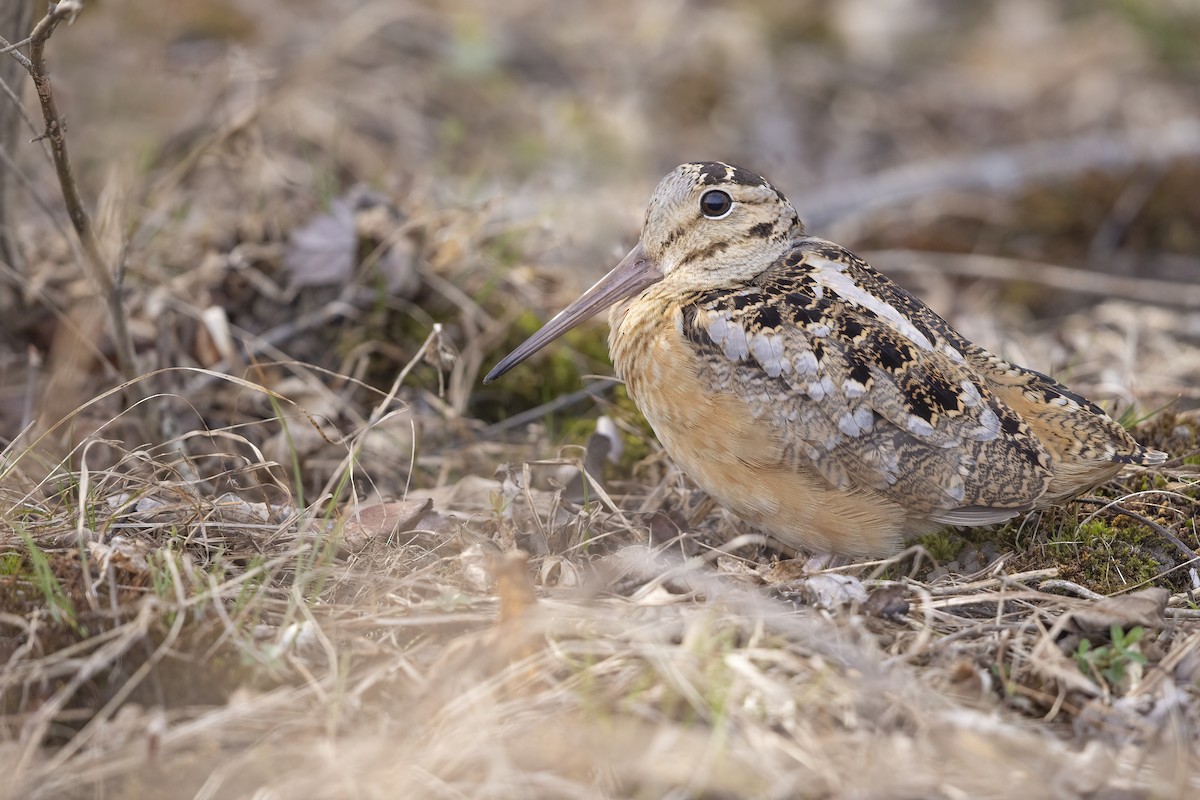 American Woodcock - ML419533401