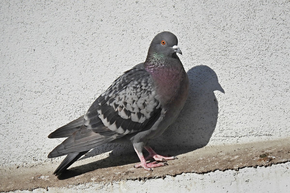 Rock Pigeon (Feral Pigeon) - ML419533421