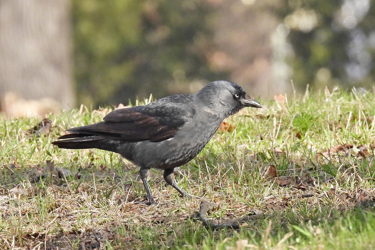 Eurasian Jackdaw - ML419533491