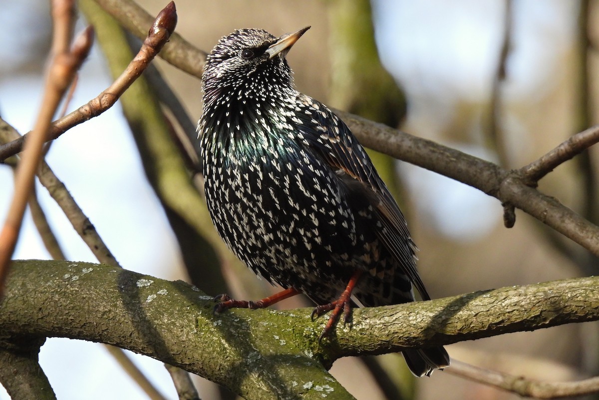 European Starling - ML419533601