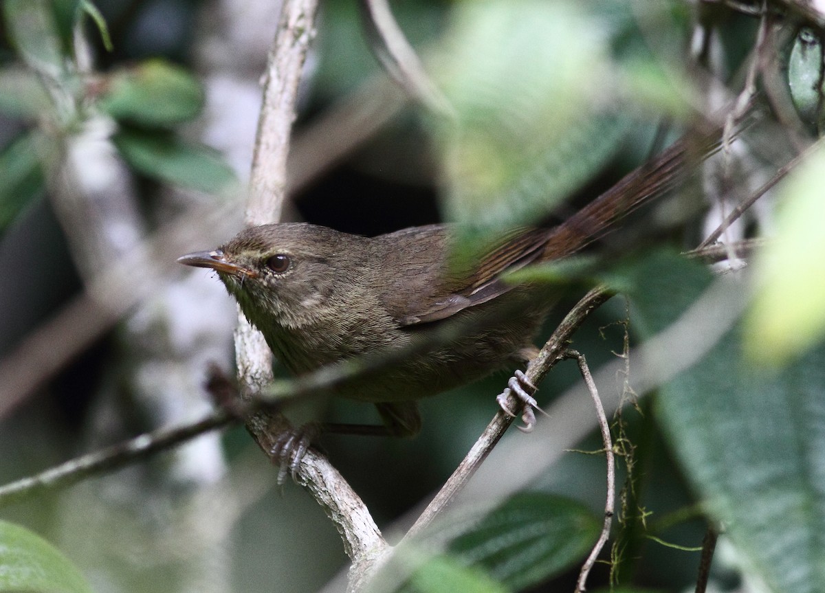 Madagaskar Çalı Ötleğeni [typica grubu] - ML419533621