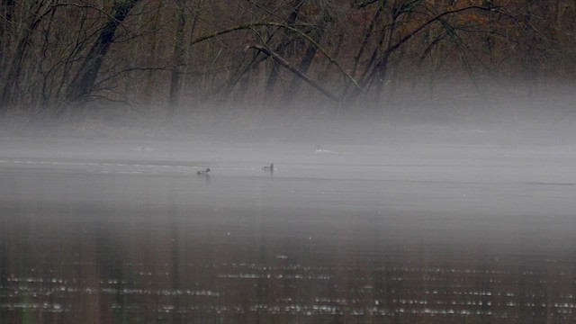 White-winged Scoter - ML419533661