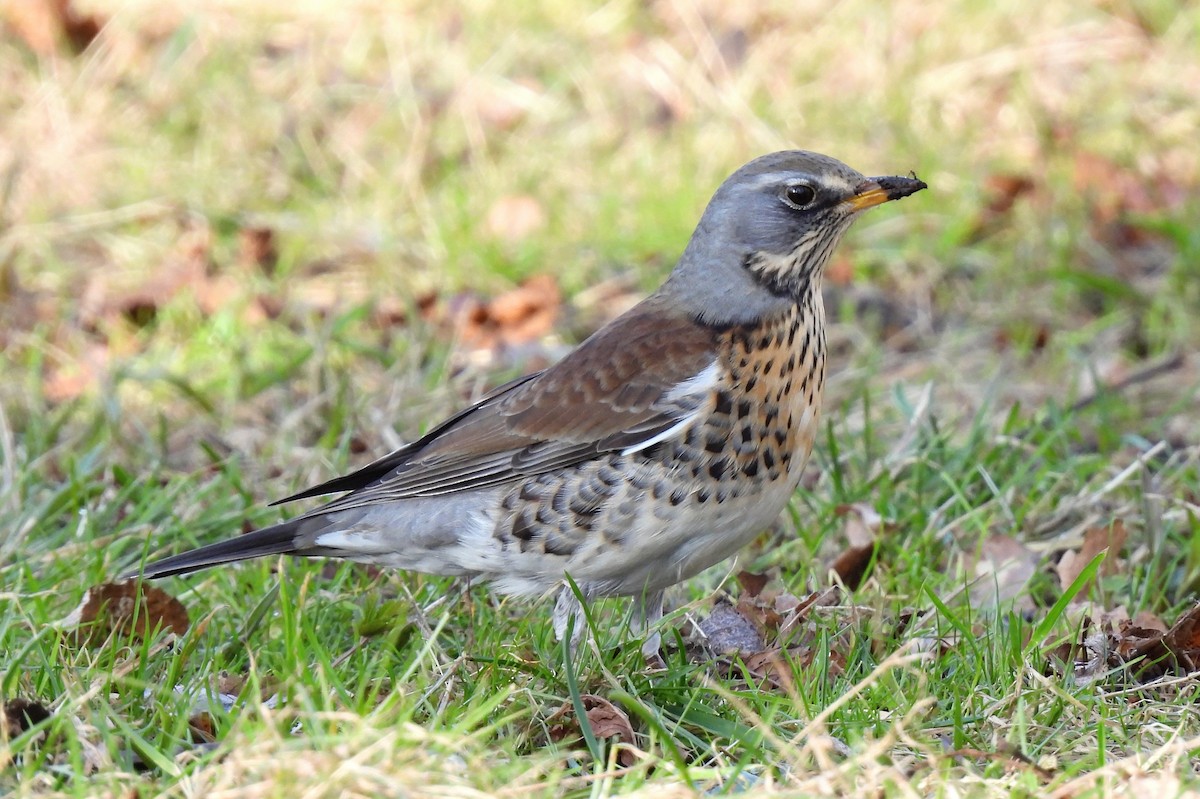 Fieldfare - ML419533721