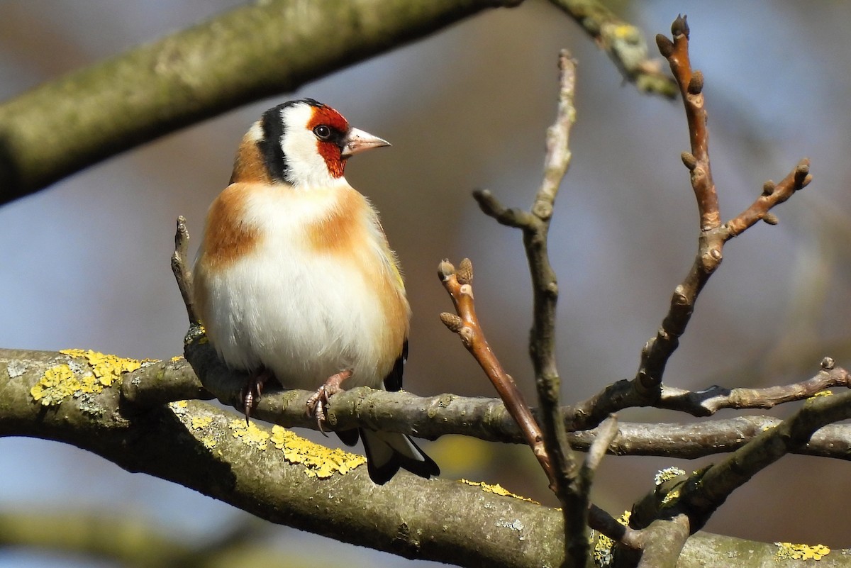 European Goldfinch - ML419533791