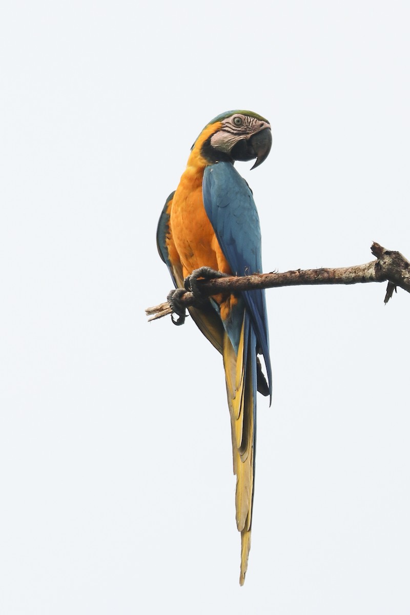 Blue-and-yellow Macaw - ML419533931