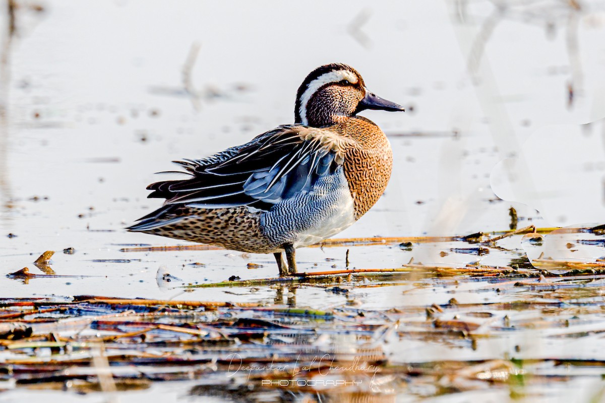 Garganey/Green-winged Teal - ML419534411