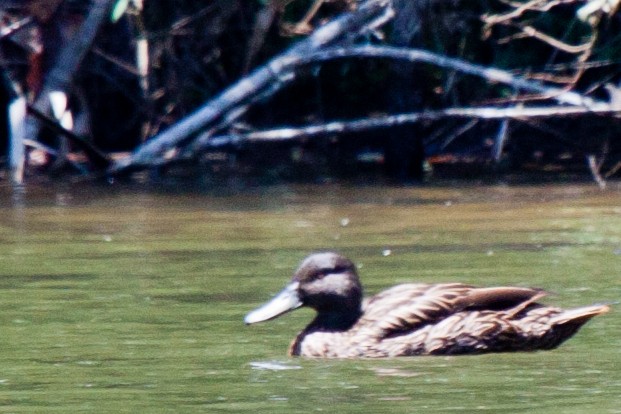 Canard de Meller - ML419535151