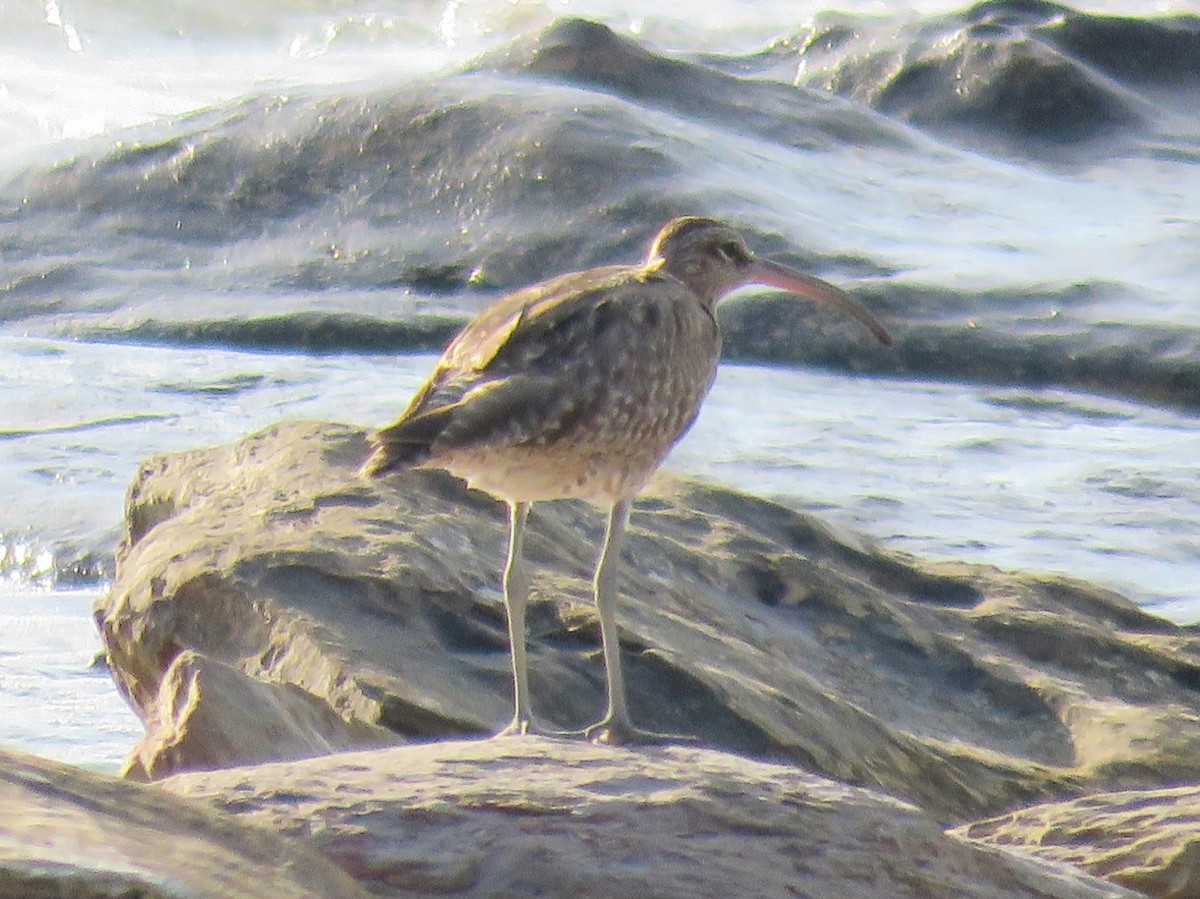 Whimbrel - ML41953541