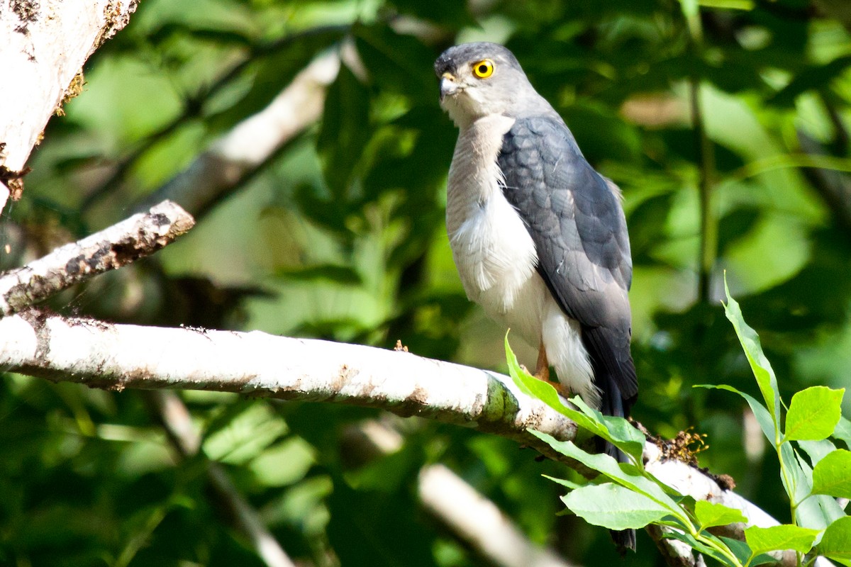 Frances's Sparrowhawk - Sue Wright