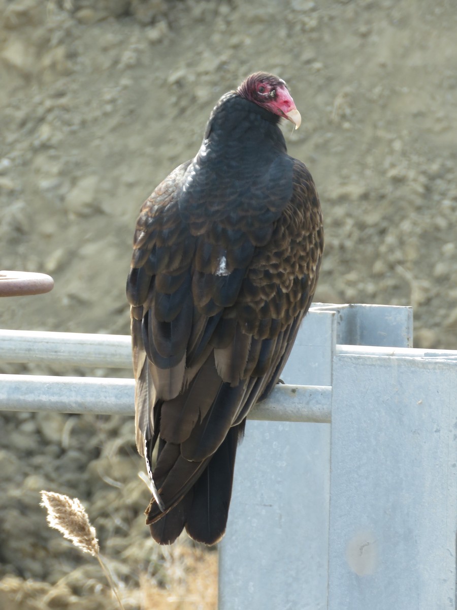 Turkey Vulture - ML419537801