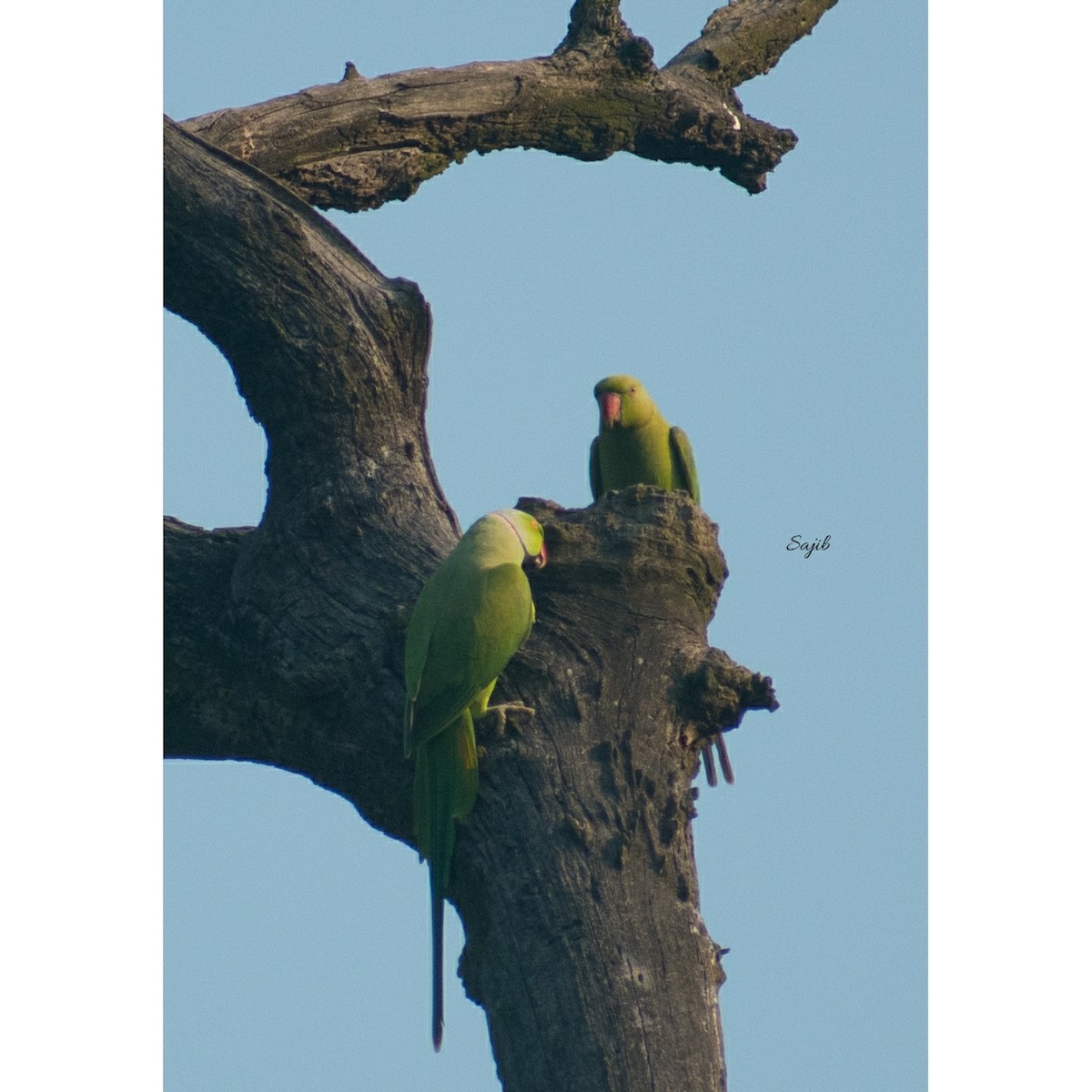 Rose-ringed Parakeet - ML419539031