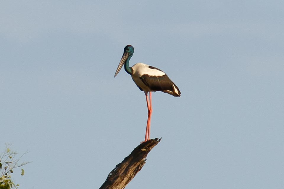 Black-necked Stork - James Kennerley