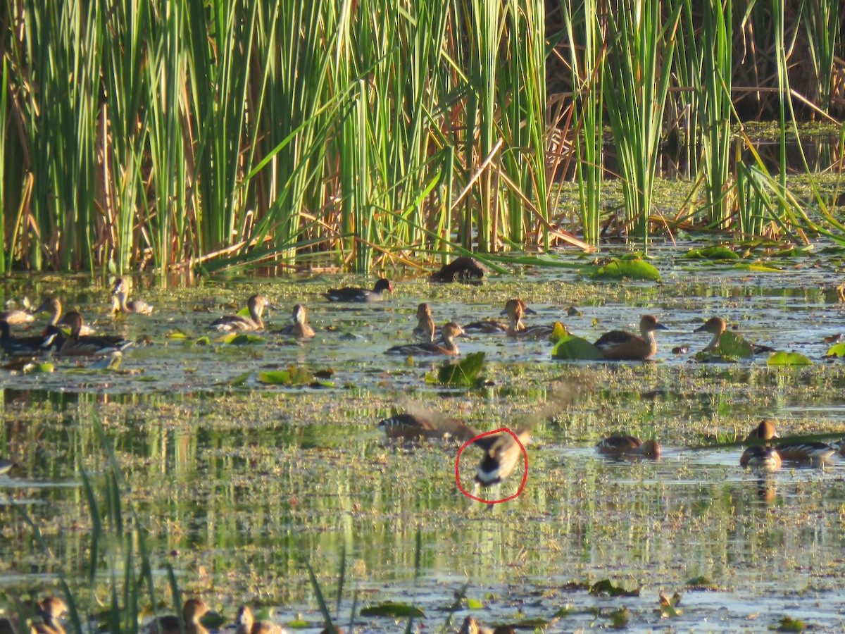 Fulvous Whistling-Duck - Guiller Mina