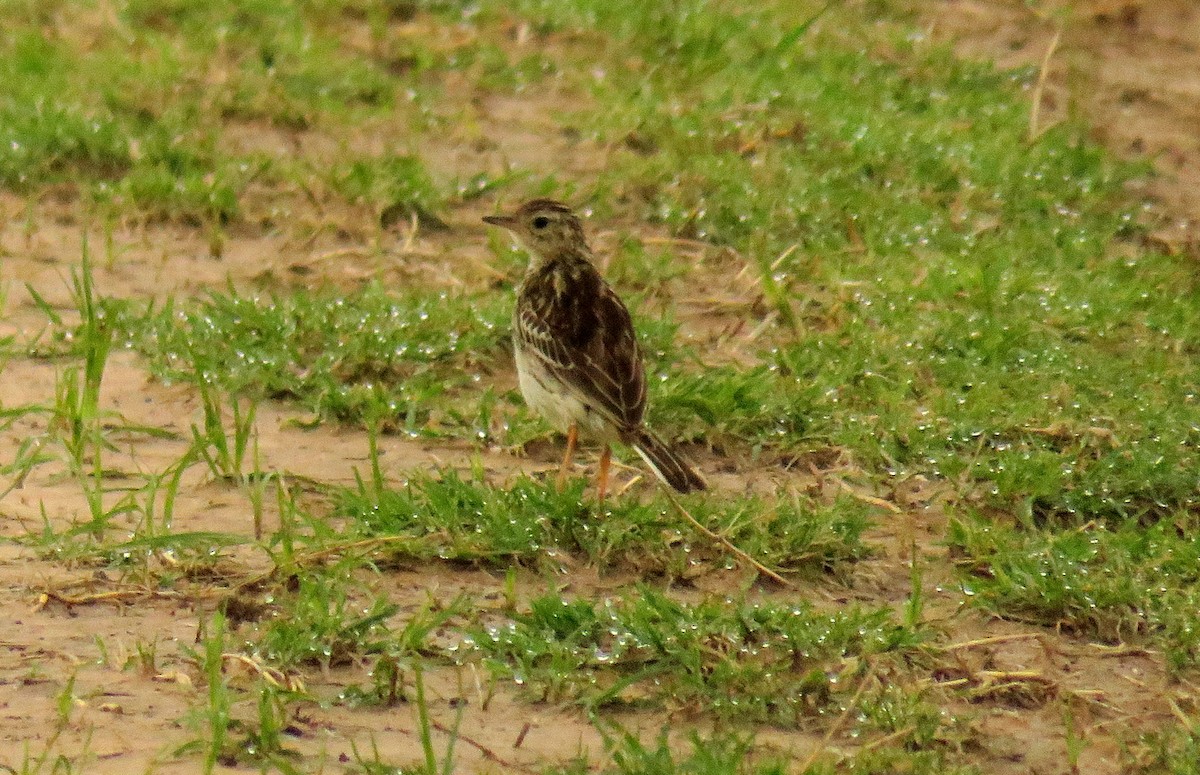 Pipit jaunâtre - ML41954071