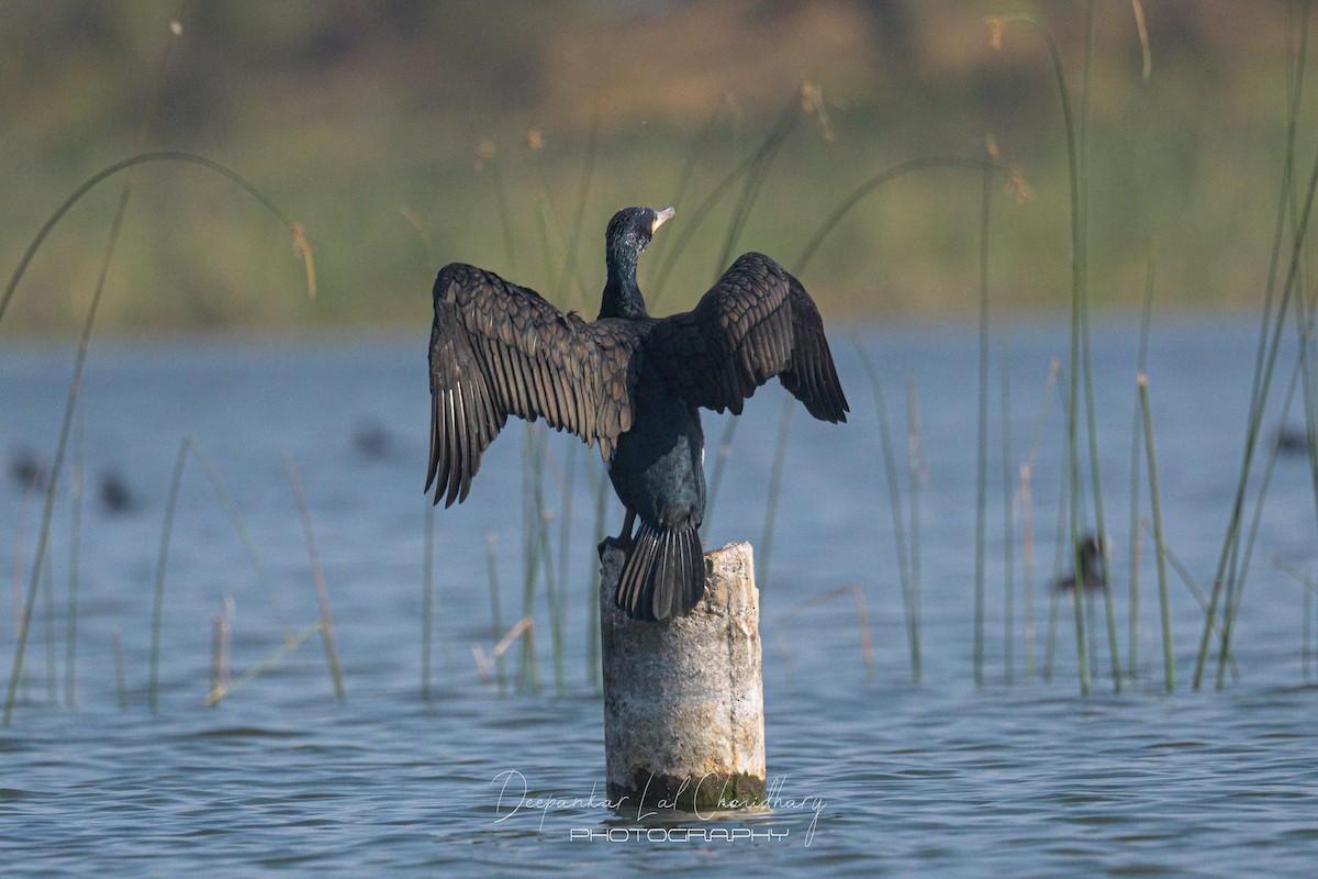 Cormorán Grande - ML419540791