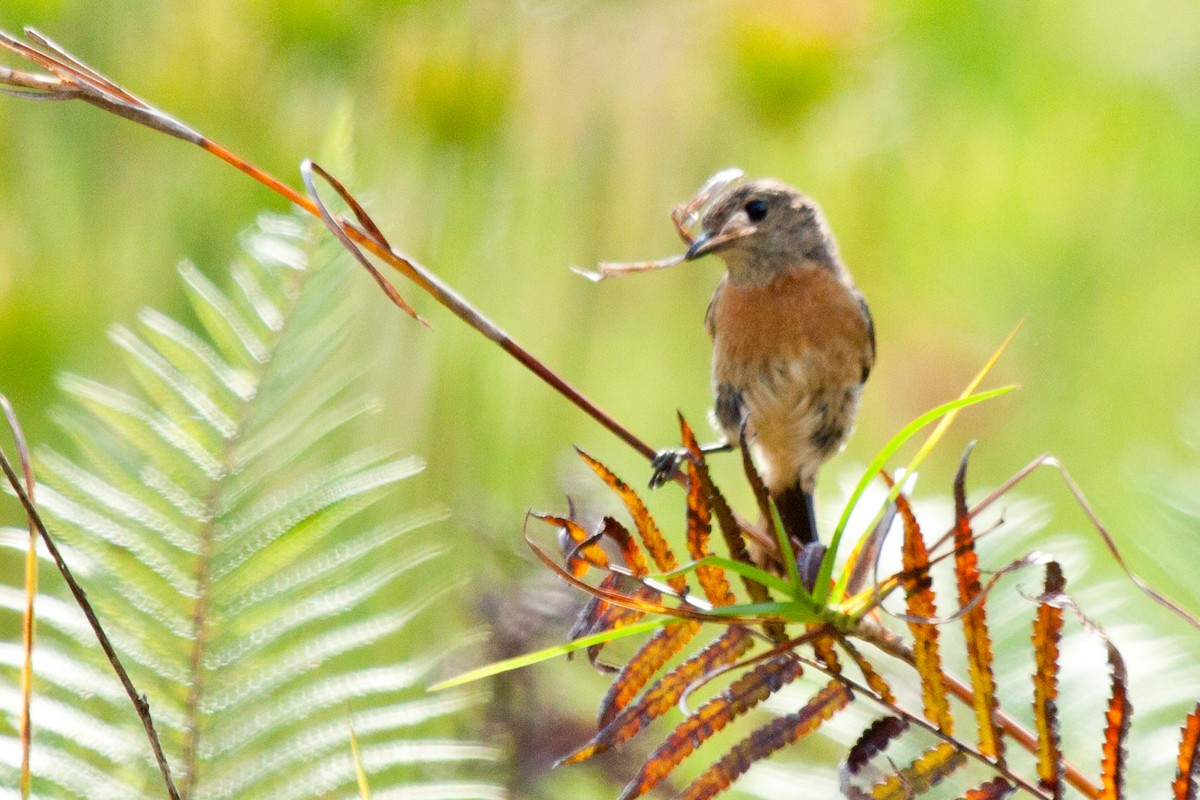 African Stonechat (Madagascar) - Sue Wright