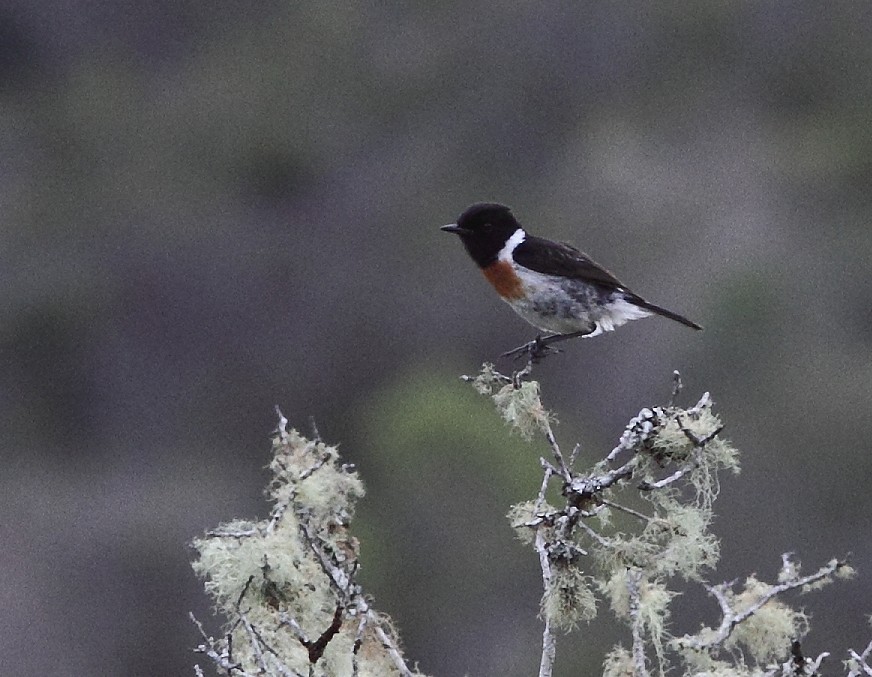 African Stonechat (Madagascar) - ML419542241