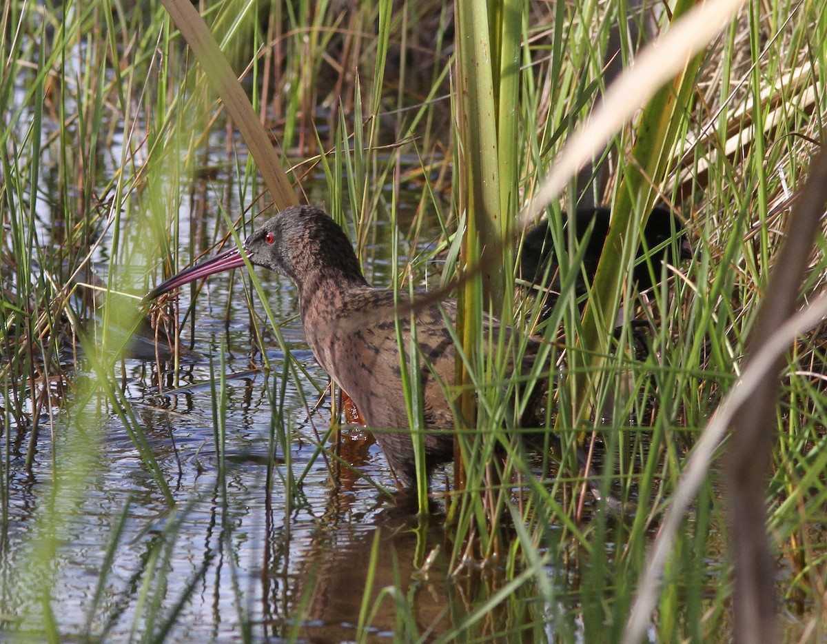 Madagascar Rail - ML419542421